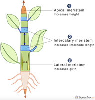 Types of meristems: apical, intercalary, lateral