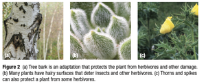 Plant defense adaptations: bark, hairy surfaces, thorns