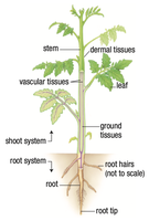 Diagram of plant showing root and shoot systems