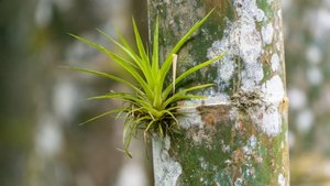 Epiphyte growing on a tree