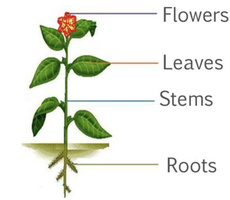 Diagram labeling flowers, leaves, stems, and roots