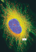 Cytoskeleton structure in a cell