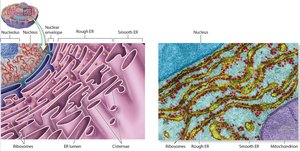 Structure of rough and smooth ER