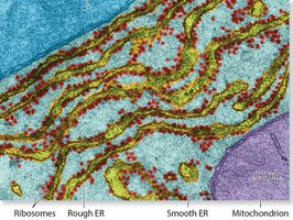 Ribosome structure and function