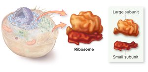 Rough and smooth ER with ribosomes