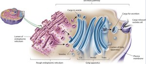 Golgi apparatus structure