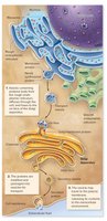 Golgi apparatus functional stages