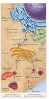 Lysosome structure and function