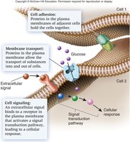 Plasma membrane functions