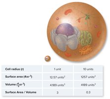 Surface area-to-volume ratio comparison
