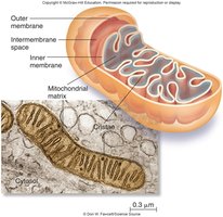 Mitochondria structure