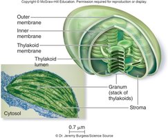 Chloroplast structure