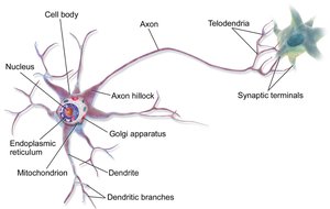 Structure of a neuron