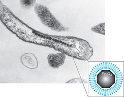 Magnetosome structure in bacteria