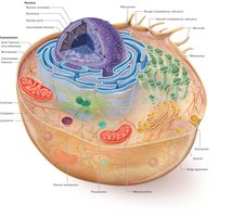 Structure of an animal cell