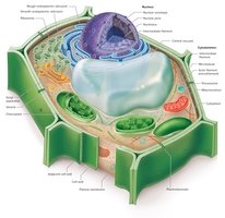 Structure of a plant cell