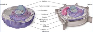 Comparison of animal and plant cell organelles