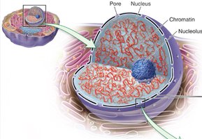 Structure of the nucleus