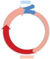 Diagram of cell cycle stages
