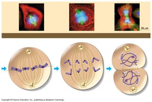 Mitosis phases: metaphase, anaphase, cytokinesis, telophase