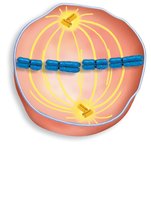 Astral microtubules in mitosis
