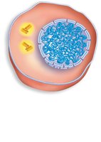 Cell in interphase with chromosomes and centrosomes