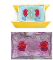 Cytokinesis in plant cells