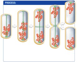 Bacterial cell division by binary fission