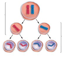 Meiosis I and II: chromosome separation