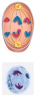 Anaphase I and telophase I/cytokinesis