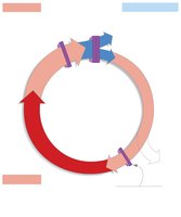 Cell cycle checkpoints diagram
