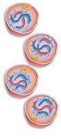 Telophase II and cytokinesis