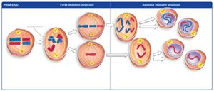 Nondisjunction in meiosis