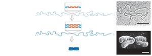 Chromosome replication and condensation