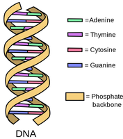 Diagram of DNA double helix showing base pairs and phosphate backbone