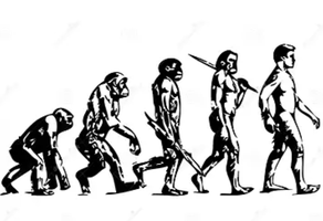 Illustration of human evolution from primate ancestors