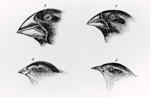 Drawings of Darwin's finches showing different beak shapes