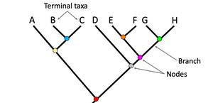 Diagram of a phylogenetic tree with labeled branches and nodes