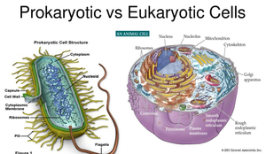 Comparison of prokaryotic and eukaryotic cell structure
