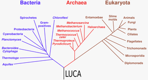 Phylogenetic tree showing Bacteria, Archaea, and Eukaryota with LUCA
