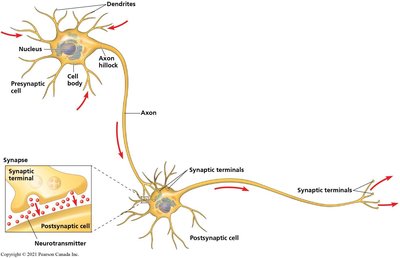 Diagram of neuron structure and synaptic transmission