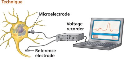 Intracellular recording of membrane potential