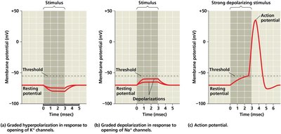 Graphs of graded potentials and action potential