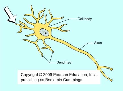 Conduction of action potentials along the axon
