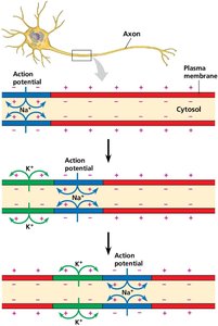 Myelinated axon and Schwann cell structure