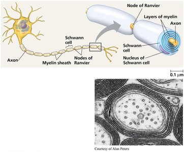 Saltatory conduction in myelinated axon
