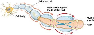 Diagram of chemical synapse structure