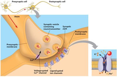 Synaptic vesicle release and neurotransmitter action