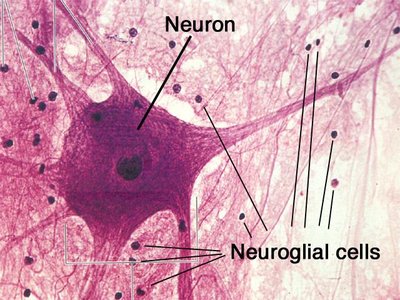 Micrograph showing neuron and neuroglial cells
