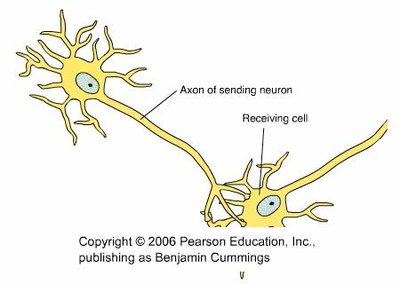 Ligand-gated ion channels and postsynaptic potentials